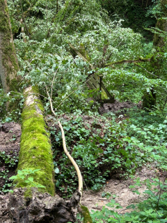 Brüggli Jaggisbachau